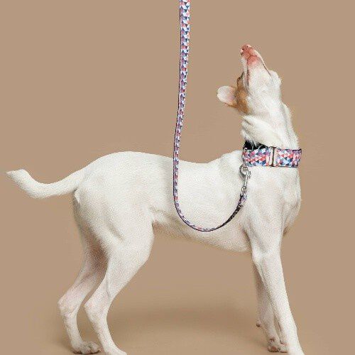 Baona correa doheny de nylon reciclado multicolor para perros thumbnail
