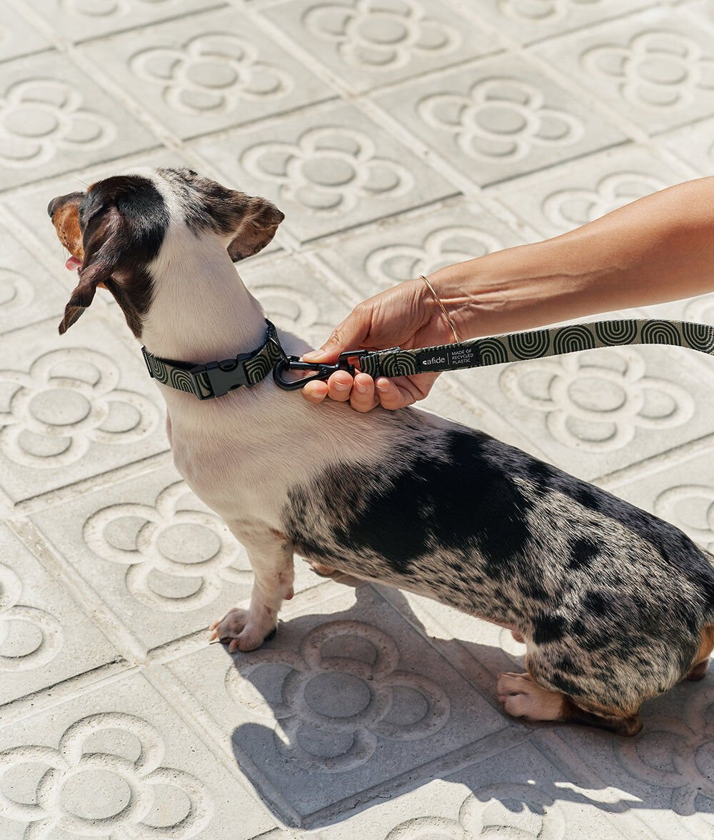 Cafide Correa PET Reciclado Diseño Japón Verde para perros thumbnail
