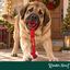 Wonder Christmas Pelota con Cuerda Juguete para perros, , large indicador imagen numero 2
