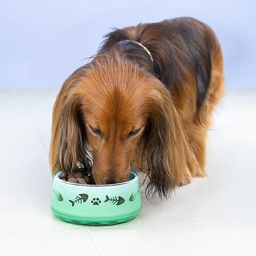 Ibañez Pet Paw Comedero Verde para perros thumbnail