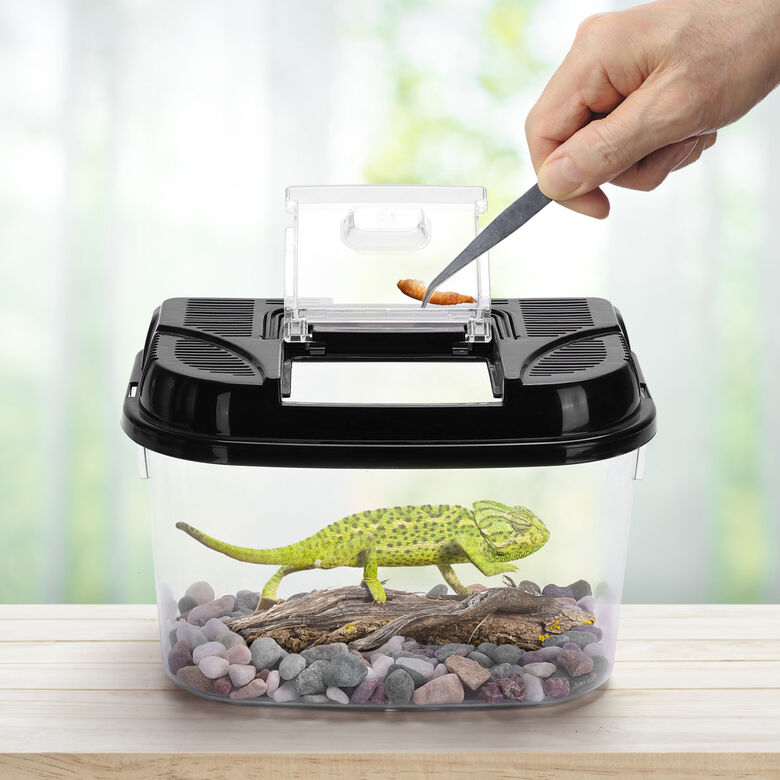 Nobleza Caja De Alimentación para terrario thumbnail