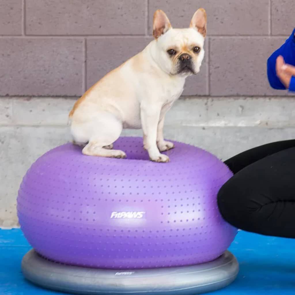 FitPAWS Pelota de equilibrio para mascotas TRAX Donut morado 55 cm, , large Imagen numero 3