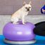 FitPAWS Pelota de equilibrio para mascotas TRAX Donut morado 55 cm, , large indicador imagen numero 3