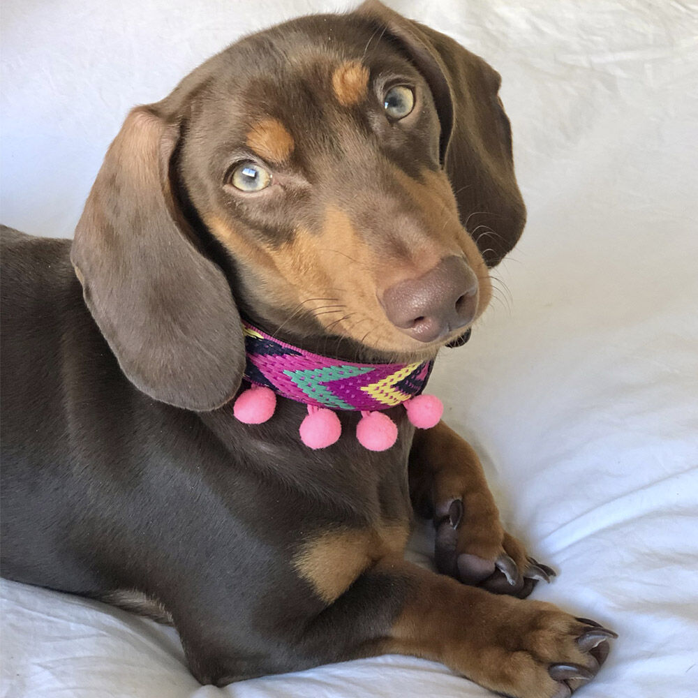 Ladran Gaucho Collar Ikal para perros, , large Imagen numero 2