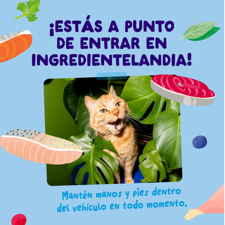 12 x 85 g Edgard & Cooper Selecci&oacute;n Captura del D&iacute;a sobre en salsa para gatos, , large Imagen numero 6