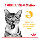 Royal Canin Adult Sensory Taste salsa sobre para gatos, , large image number null