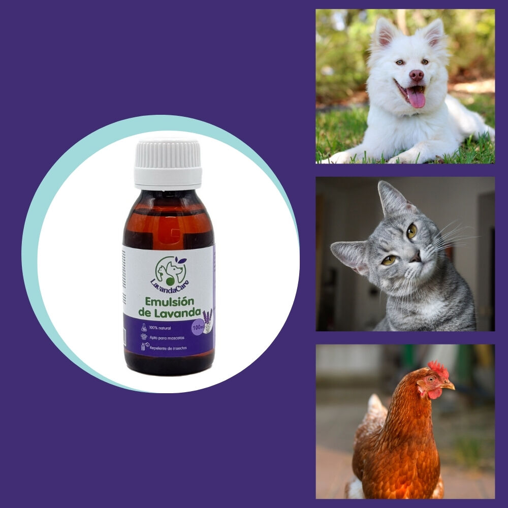 FINCA CASAREJO Emulsi&oacute;n Hidrosoluble de Lavanda LavandaCare - Cuidado Integral para Mascotas, Relajante, Calmante, Aroma Natural y Repelente de Insectos - 100 ml, , large Imagen numero 4