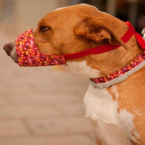 Bozal pamppy caramelos para perros color Multicolor thumbnail