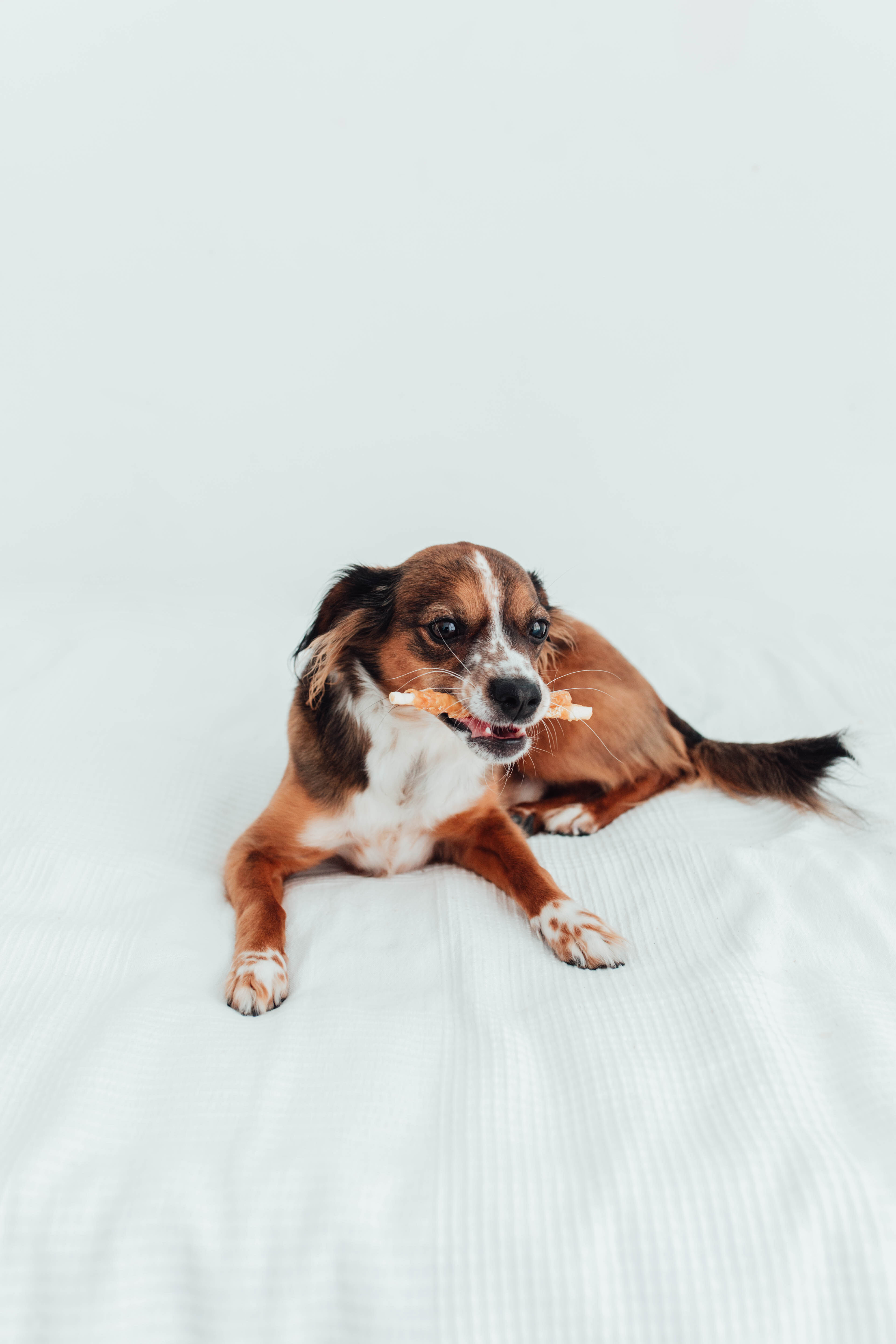 BIMORBOX Cachorros Medianos y Grandes – Pack Ahorro con Juguete, Mordedor de Olivo y Snacks Sin Aditivos thumbnail