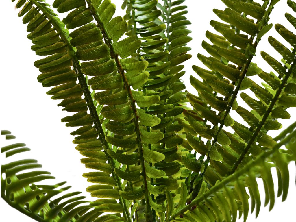 Reptilhábitat Planta Helecho De Decoración Para Terrarios thumbnail