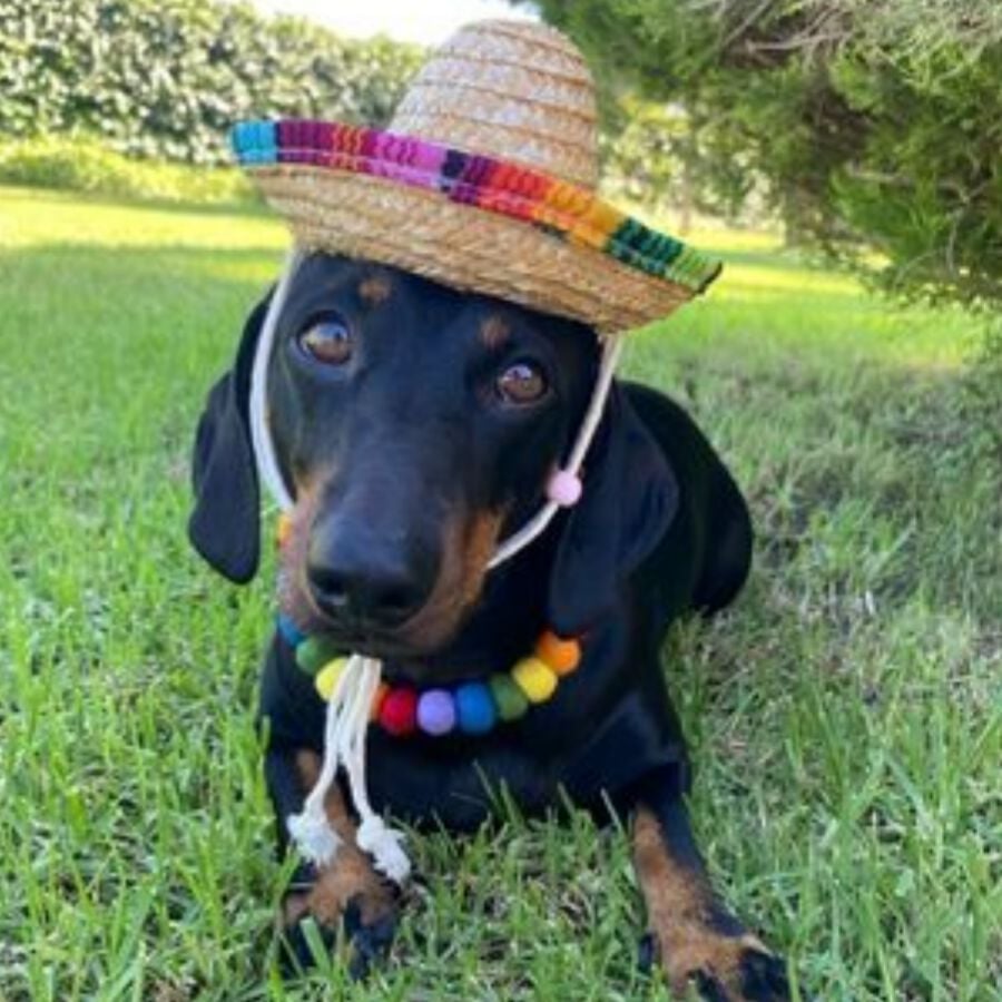 Collar De Perro Personalizado Con Pompones, , large Imagen numero 5