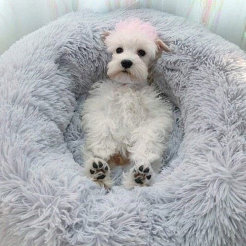 Mypetcare Cama de felpa gris para mascotas, , large Imagen numero 2