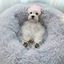 Mypetcare Cama de felpa gris para mascotas, , large indicador imagen numero 2