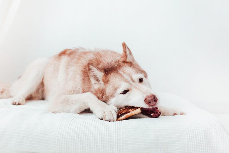 BIMORDISCOS Caravaca para perros, , large Imagen numero 3