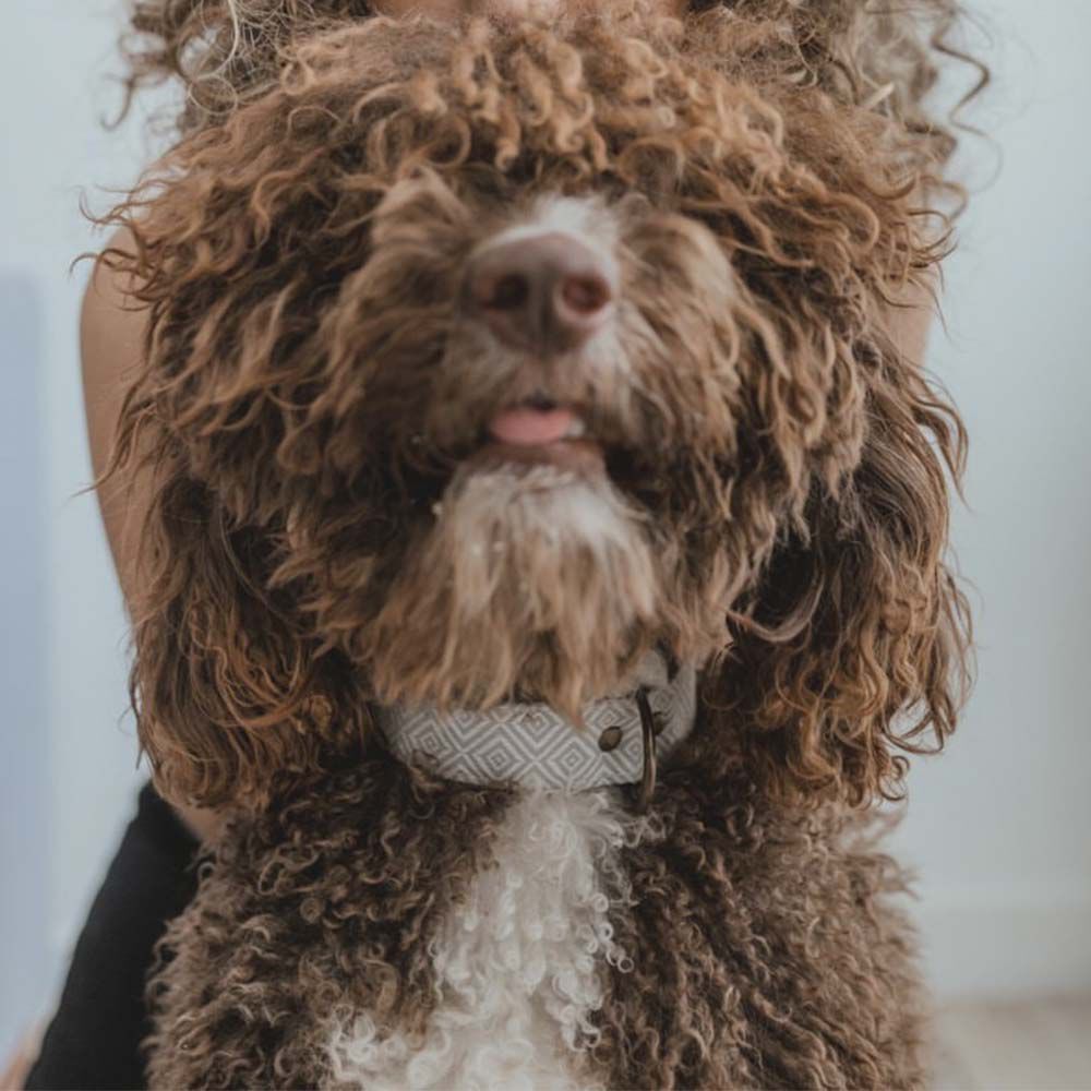 Ladran Gaucho Collar Corcho hecho a mano para perros, , large Imagen numero 3