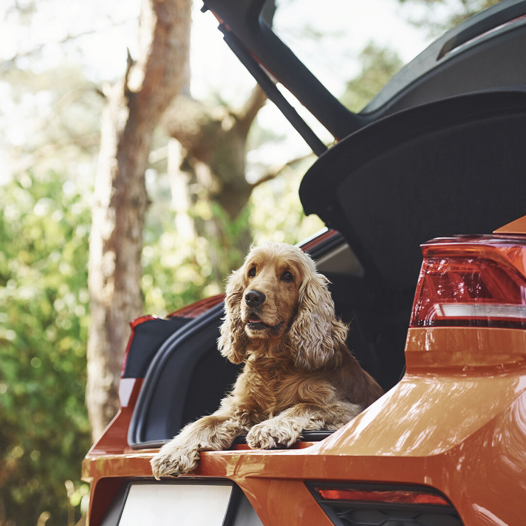 MOOIZA zen spray - efecto calmante para perros y gatos thumbnail