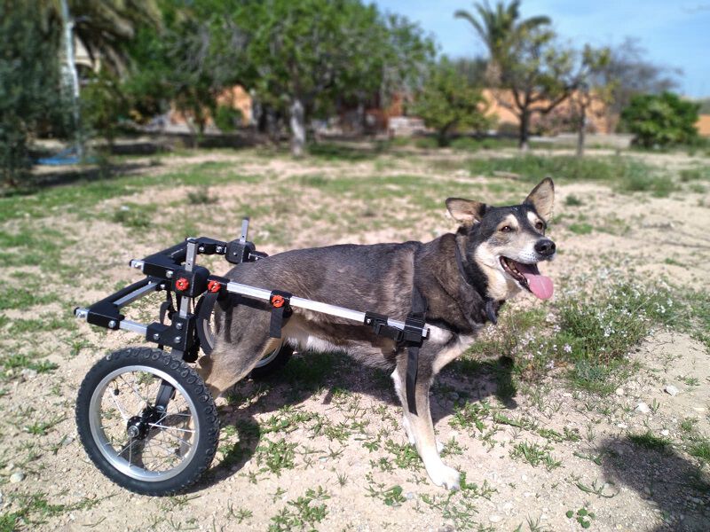 SILLA DE RUEDAS PARA PERROS TALLA MEDIANA, , large Imagen numero 13