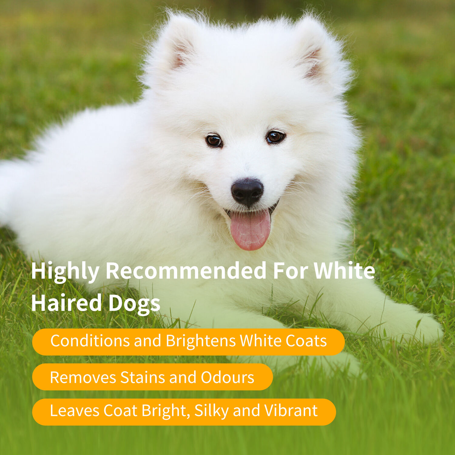 Nobleza champ&uacute; para perros blancos -Eliminar las manchas sin lej&iacute;a ni per&oacute;xido, champu perros pelo blanco con Fragancia de Naranja, Champ&uacute; para bich&oacute;n, Malt&eacute;s y Samoyedo  250 ml, , large Imagen numero 5