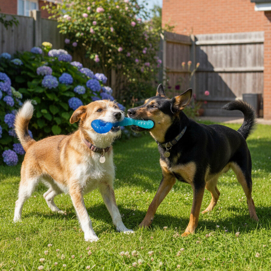 Tootoy! Mordedor Grill and Pull Azul para perros, , large Imagen numero 1