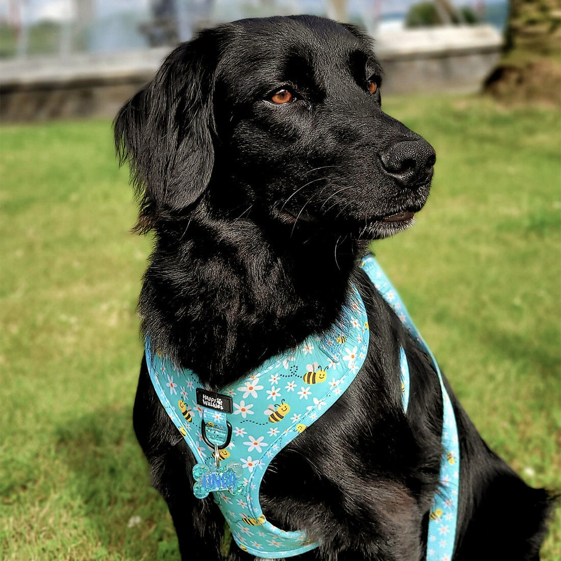Happy Walkies Bee Happy Arnés ajustable para perros thumbnail