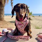 Puppies & Pom Poms Bee Happy Dachshunds Arnés para perros, , large image number null