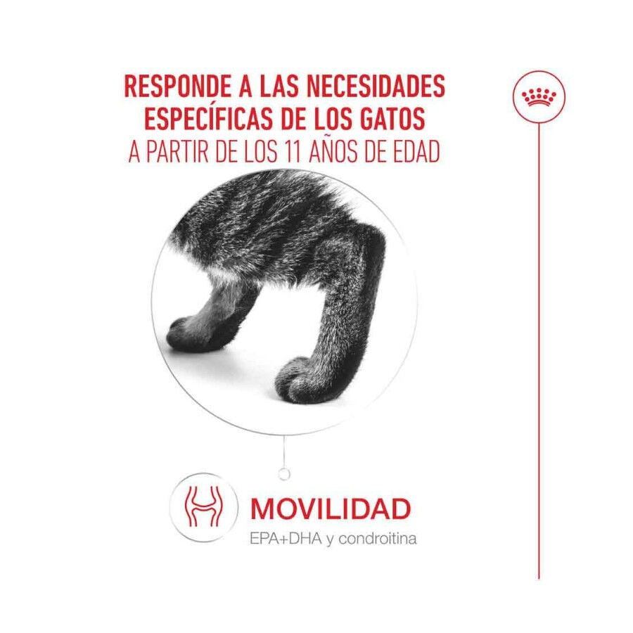 4 kg Royal Canin Ageing 11+ pienso para gatos, , large Imagen numero 6