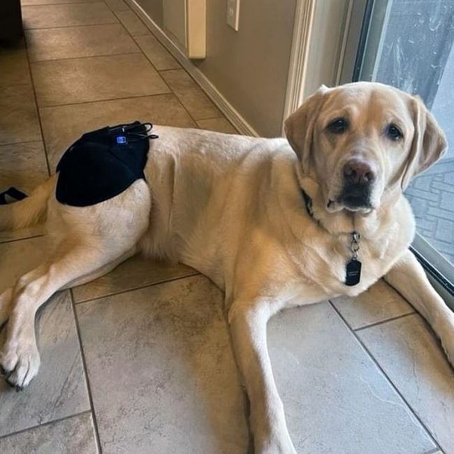 Petietec Arnés negro de cadera para terapia térmica para perros thumbnail