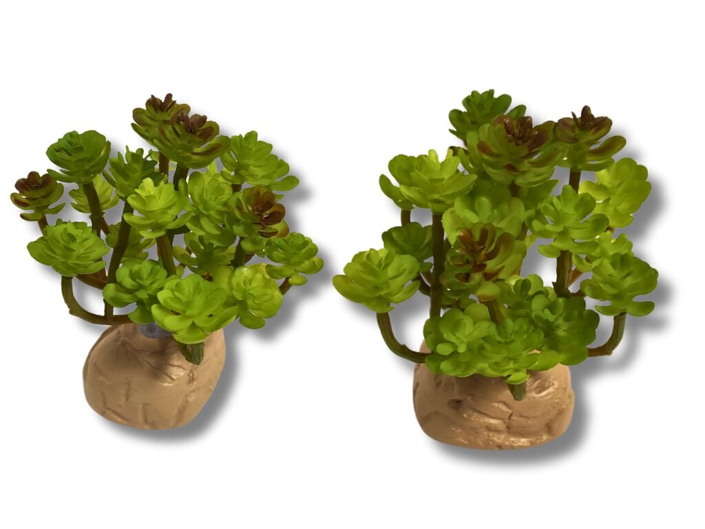 Reptilhábitat Planta Sedum De Decoración Para Terrarios