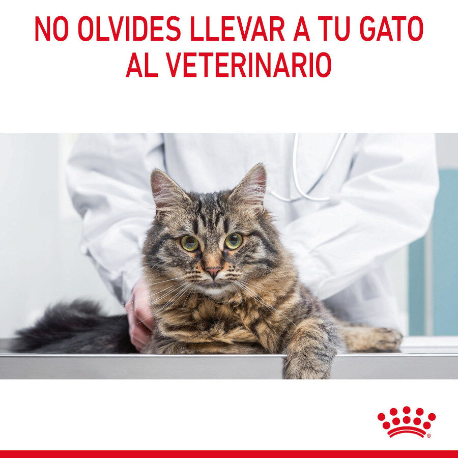Royal Canin Hairball Care Sobre en Gelatina para gatos thumbnail