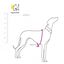 Galguita amelie peto de licra rojo y negro para galgos y podencos, , large indicador imagen numero 2