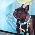 Dashi colorflex collar de TPU azul para perros, , large image number null