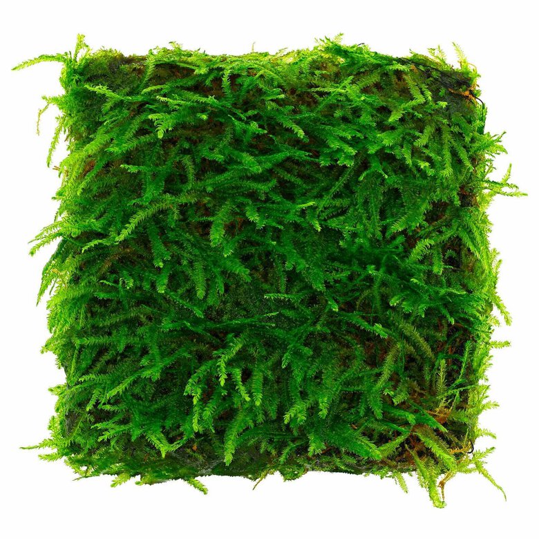 Tropica Iberia planta Taxiphyllum 'Spiky moss', , large image number null