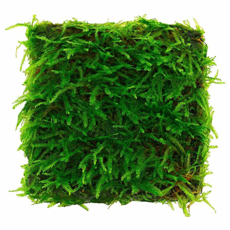 Tropica Iberia Planta Taxiphyllum &#039;Spiky moss&#039;