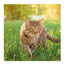 Beaphar Drucal Condroprotector para perros y gatos, , large indicador imagen numero 3