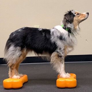 Plataforma de equilibrio para mascotas color Amarillo