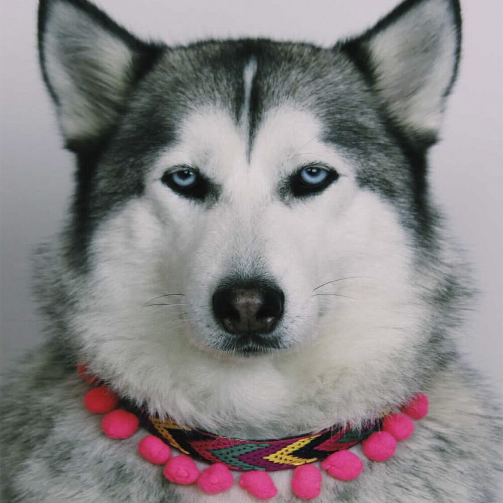 Ladran Gaucho Collar Ikal para perros, , large Imagen numero 3