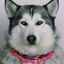 Ladran Gaucho Collar Ikal para perros, , large indicador imagen numero 3