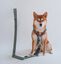 Correa CountryFox&trade; Pro &bull; Verde Matcha, , large indicador imagen numero 2