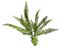 Planta Helecho 35cm de decoración para terrarios, , large indicador imagen numero 3