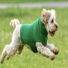 Chiara jersey ellie sin capucha verde para perros, , large image number null