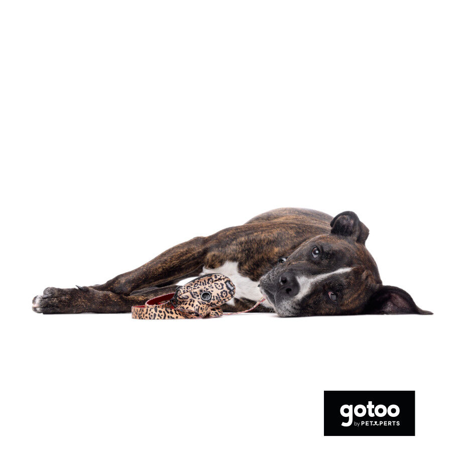 Gotoo Correa estampada leopardo perros, , large Imagen numero 5