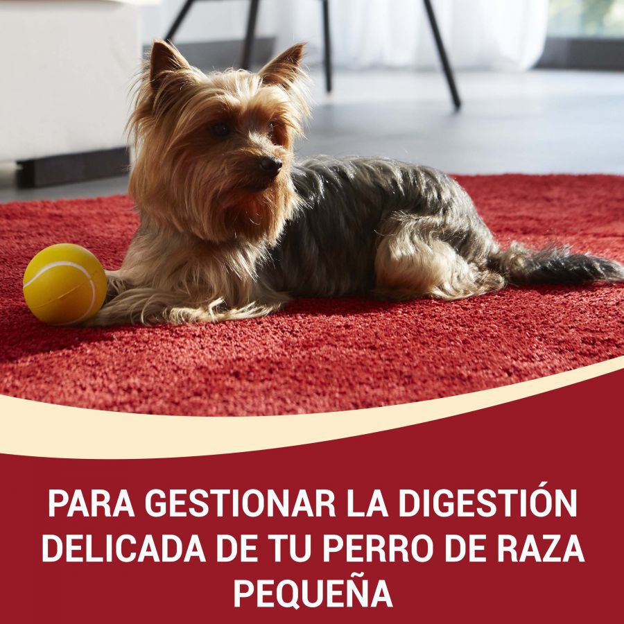 Purina One Adult Mini Bifensis Sensitive Salmón y Arroz pienso para perros thumbnail