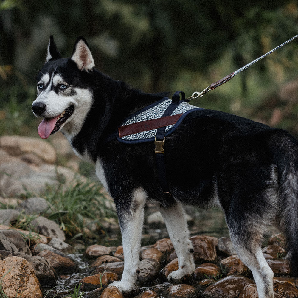 ARN&Eacute;S SEGURIDAD DALTON - S, , large Imagen numero 2