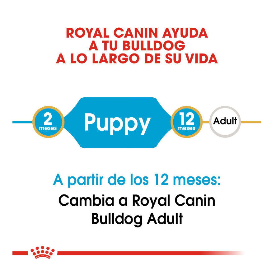Royal Canin Puppy Bulldog pienso para cachorros thumbnail