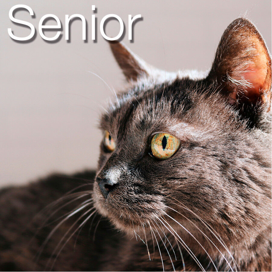 2.5 kg Catxtreme Senior Sterilised Pollo y Guisantes pienso para gatos, , large Imagen numero 4