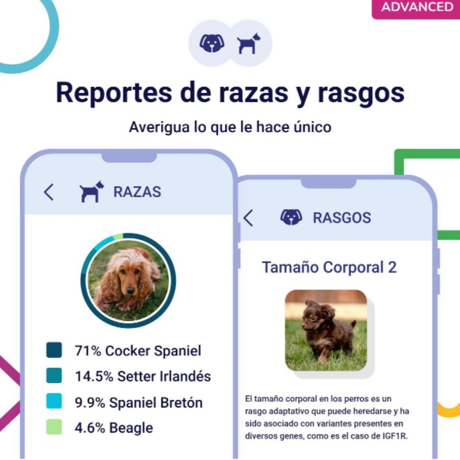 Koko Genetics Prueba de ADN Advanced para perros, , large Imagen numero 4