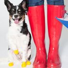 Botas de caucho natural Pawz para perro color Amarillo, , large image number null