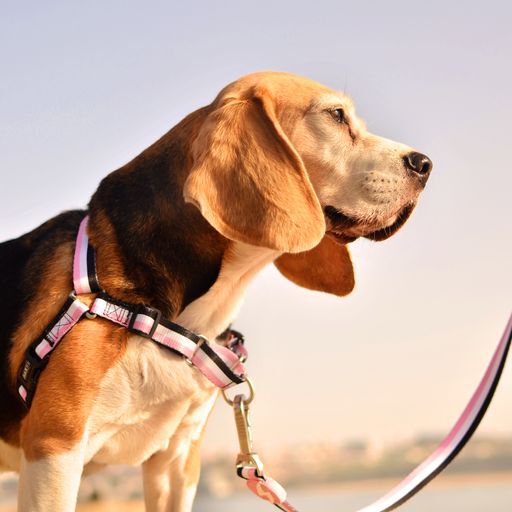 Dashi stripes correa de poli&eacute;ster rosa y negro para perros, , large Imagen numero 3