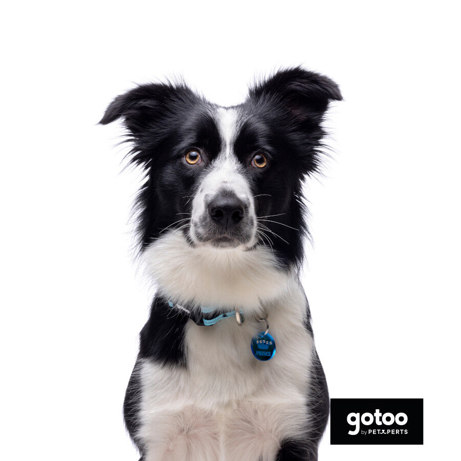 Gotoo collar de malla transpirable turquesa para perros thumbnail