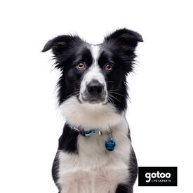 Gotoo collar de malla transpirable turquesa para perros
